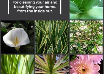 Best Houseplants | The Fournier Experience