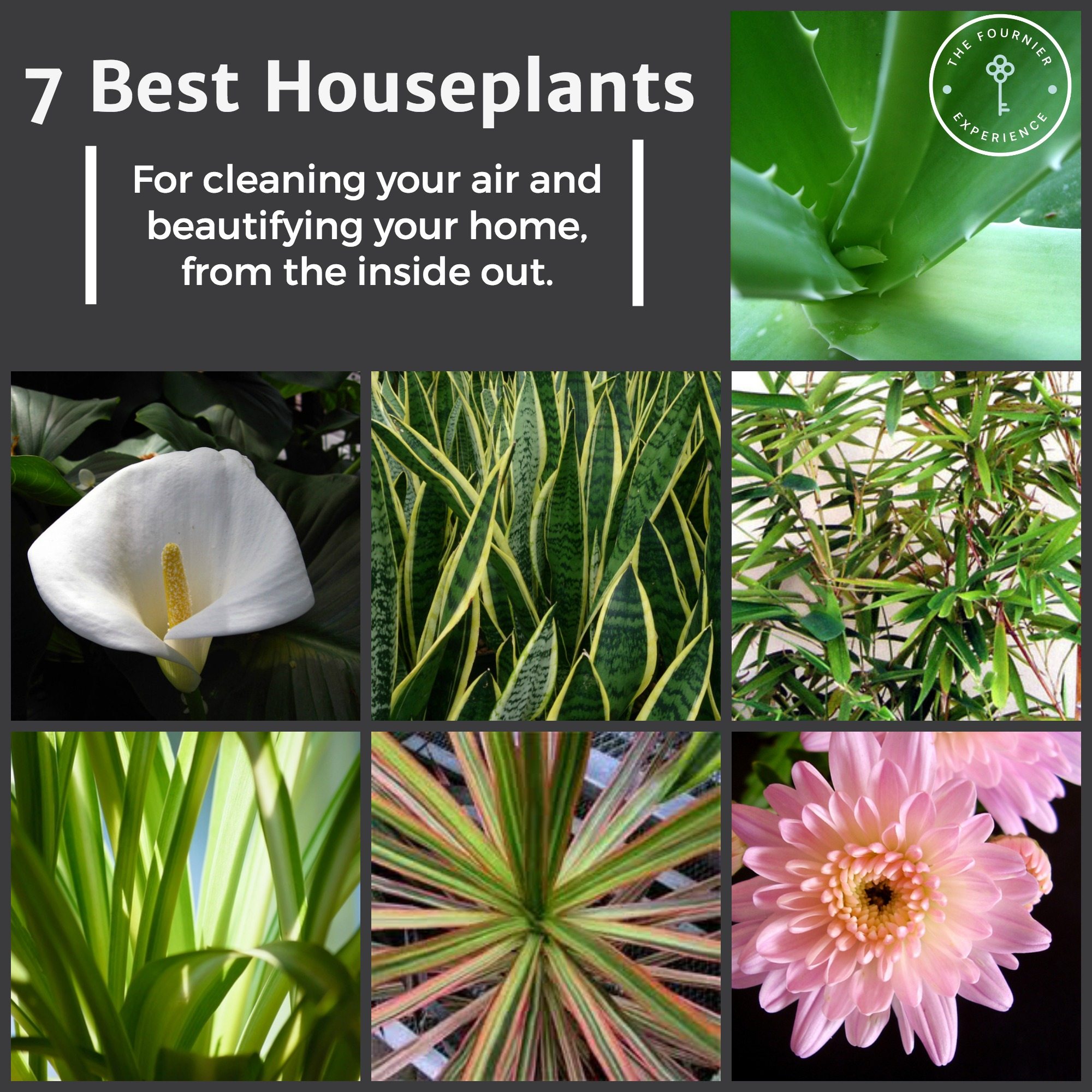 Best Houseplants | The Fournier Experience